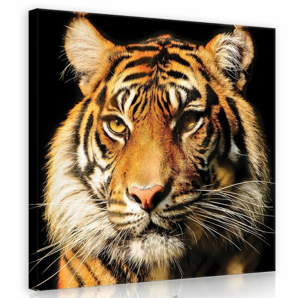 Majestic Tiger Canvas Schilderij PP20310O2